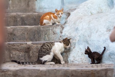 Projet de gestion des chats errants